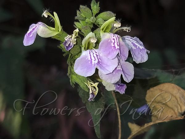 Western Hill Catmint